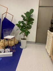 -云南吴氏嘉美医疗美容医院