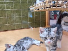 -帕帕拉兹宠物(亚洲旗舰店)