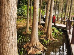 -重庆彩云湖湿地公园