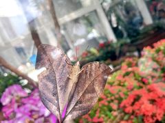 -上海大自然野生昆虫馆(东方明珠·爬宠昆虫探索中心)