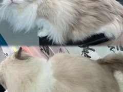 -爱洗澡的猫(望京店)