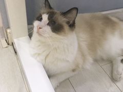 -喵的天空名猫咖啡馆·撸猫·猫舍·用品