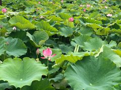 -荷塘月色湿地公园·向阳花洲