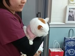 -纳吉亚猫专科动物医院·北北分院