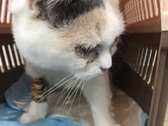 -伟伟宠物医院·CT影像中心·瑞派犬猫综合性门诊(汉口总院)
