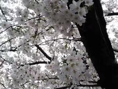 -武汉大学-樱园
