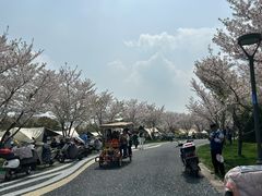 -贡湖湾湿地公园