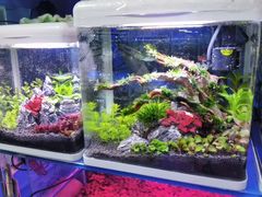 -青石桥花鸟鱼虫市场(叠翠城店)