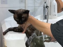 -御宝贝·A梦猫科宠物医院(国际猫友好医院)