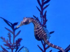 -上海海洋水族馆