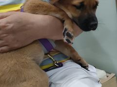 -宠福鑫康馨动物医院·骨科·眼科