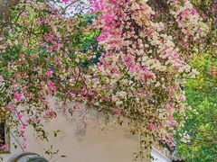 -深圳国际园林花卉博览园