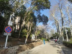 -武汉大学-樱园