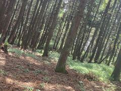 -山王坪喀斯特国家生态公园