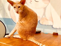 -猫小院猫主题咖啡厅(北锣店)