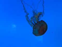 -太平洋海底世界