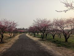 -上海海湾国家森林公园