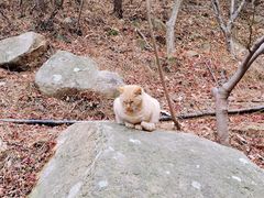 -崂山九水游览区