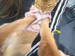 -欣宠猫屋·矮脚拿破仑·蓝金金渐层