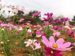 -玫瑰海岸文化旅游度假区