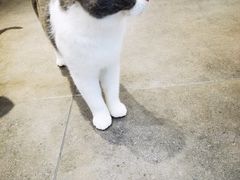 -飞行喵MR PILOT|猫舍·猫咖(静安大融城店)