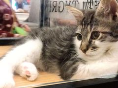-袖虎·猫馆(体育西路店)