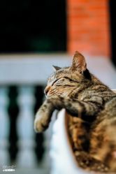 点击看大图 -PIONEER·韩式