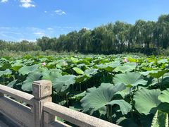 -济南大明湖景区