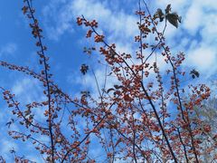 -花开海上生态园