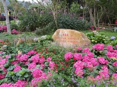 -深圳仙湖植物园
