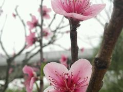 -秀丽东方