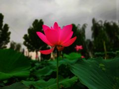 -白洋淀景区