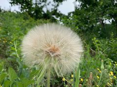 -牛庄高晓山风味馅饼城(海城店)