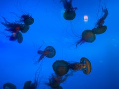 -太平洋海底世界