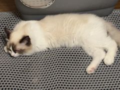 -艾吉宠物医院·疑难杂症转诊中心·猫友好(碧江路院)