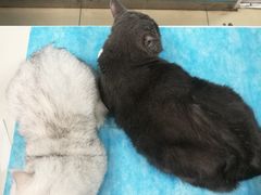 -纳吉亚猫专科动物诊疗中心(蒋宅口分院)