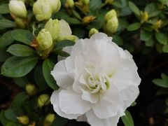 -龙大花卉苗木市场