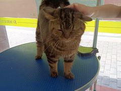 -瑞鹏宠物医院·夜间急症·心超·猫科(祖庙分店)