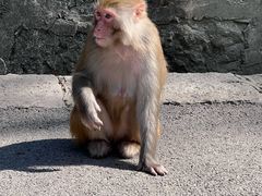 -黔灵山公园