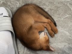 -伟伟宠物医院·CT影像中心·瑞派犬猫综合性门诊(汉口总院)