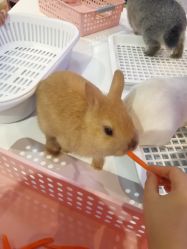 -Moni星球萌宠·小马宝莉·灵蛇·高端高阶全萌宠互动体验俱乐部(红豆国际广场店)