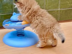 -帕帕拉兹宠物(亚洲旗舰店)