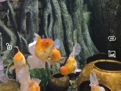 -暹罗海洋世界