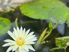 -国家植物园