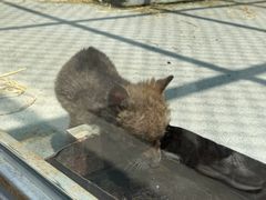 -哈尔滨北方森林动物园