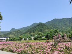 -鹅湖玫瑰文化园