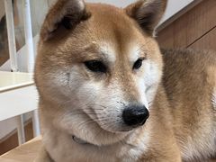 -是阿柴呀！柴犬咖啡·爱喵喵猫咖