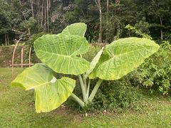 -中国科学院西双版纳热带植物园