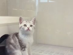 -lincat·猫舍(广州店)
