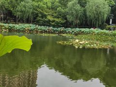 -陈家山荷花公园